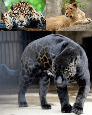 Engaging Personality Of Jaglion