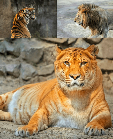 Liger - A Beautiful Offspring of Tigress and Lion