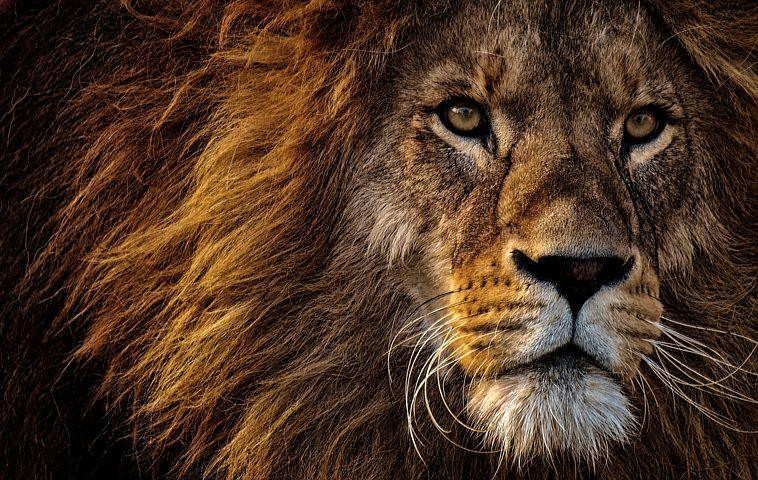Must Live Together as Brothers - An Alluring Tale of two Lion Brothers