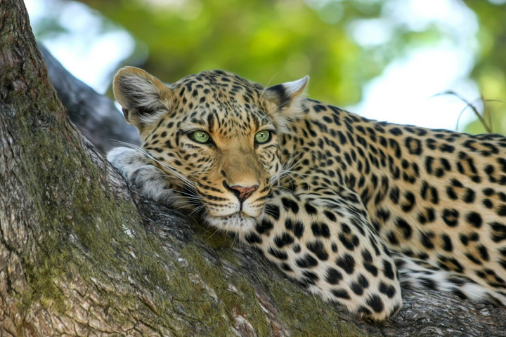 The Terror of the Speed of Cheetah, meeting with The Speed of Formula E Car