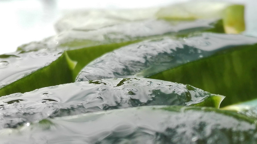 The Magical facts of Aloe Vera gel which are ultimately beneficial for you