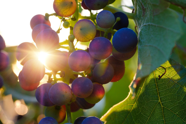 A productive visit to a grapes garden