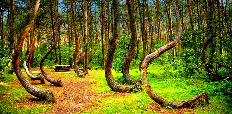 Mysterious Places In The World : 3- Crooked Forest (Poland)