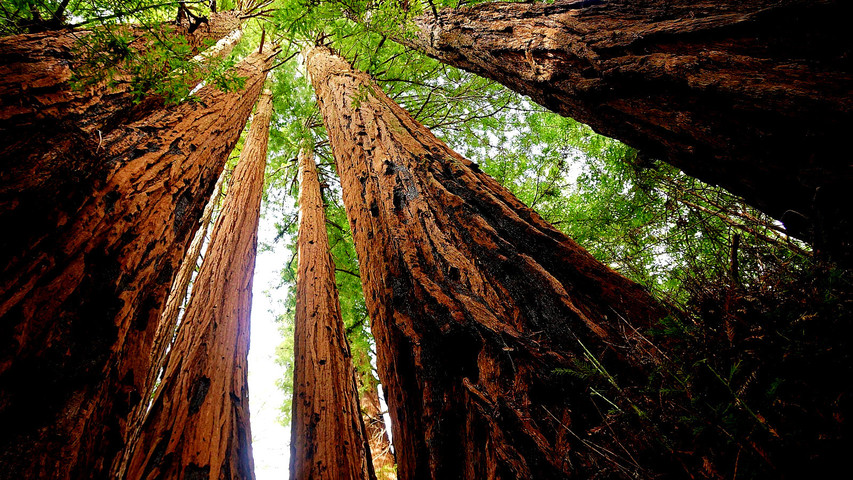 red_wood_trees_national_park_in_arizona_usajpeg.jpeg
