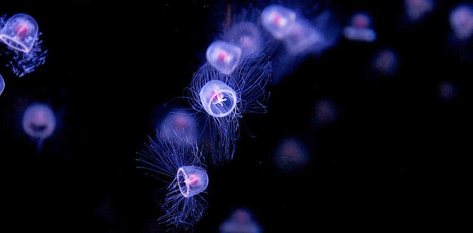 The Remarkable Immortal Jellyfish 