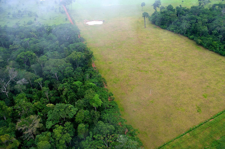 Consequences Of Deforestation
