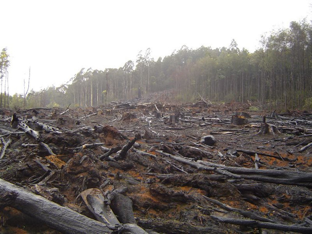 Consequences Of Deforestation