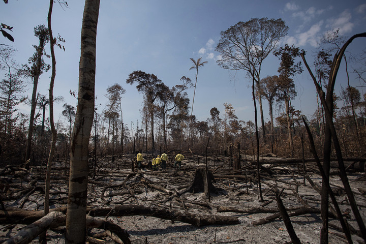 Consequences Of Deforestation
