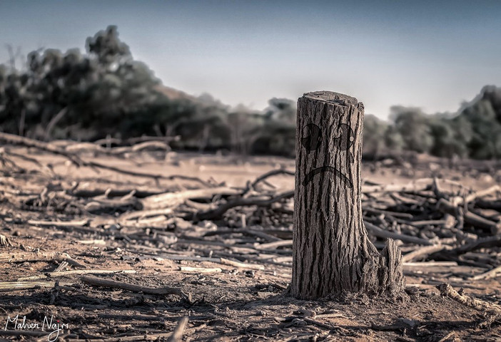 Consequences Of Deforestation