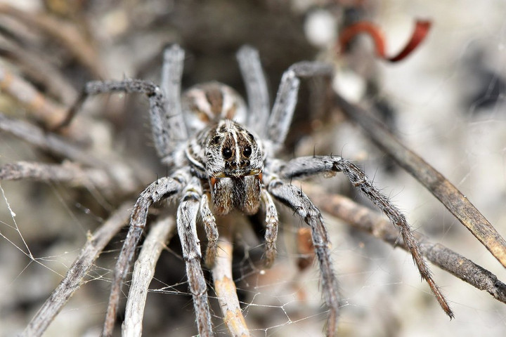 Different Types Of Phobias 