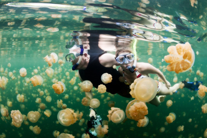 Weirdest Place in the World: Jellyfish Lake