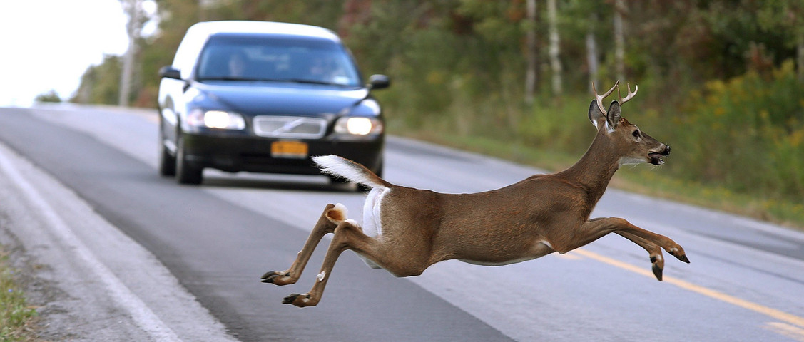 Wild deer Jumping Over the Car
