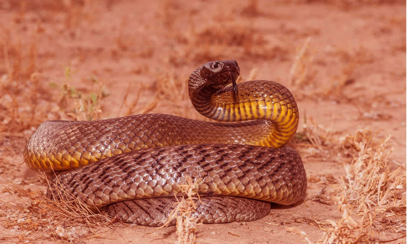Deadliest snakes in the world