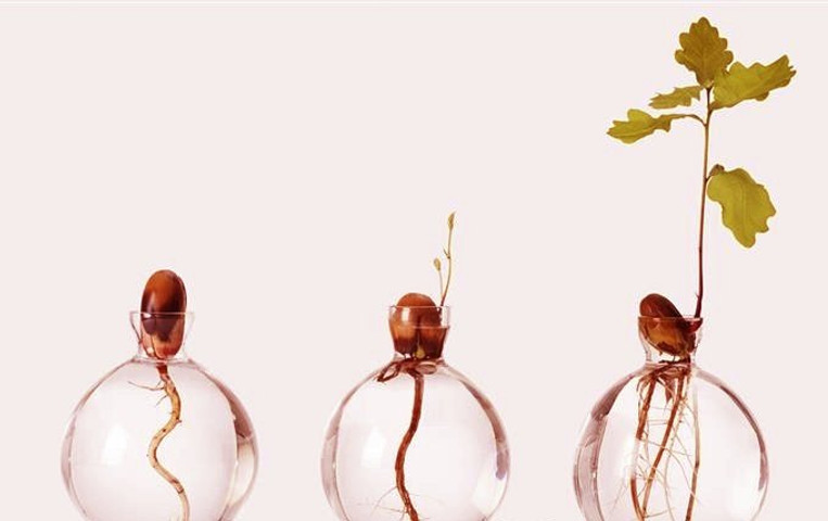 See how beautifully an oak tree grows from an acorn