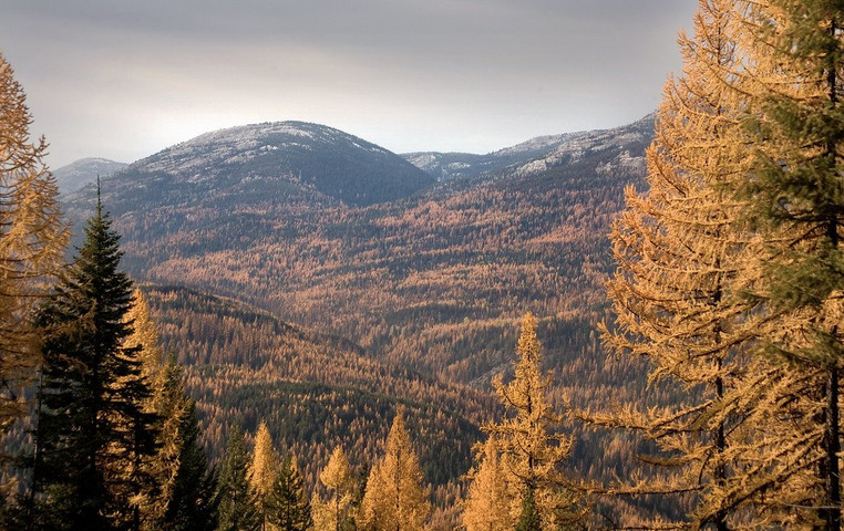 Biggest Forests In The World 