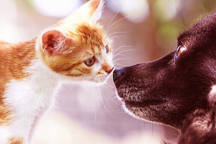 Good boy becomes a foster dad