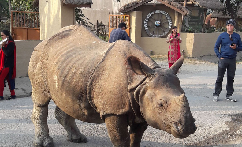 Wild rhino is walking in the  city