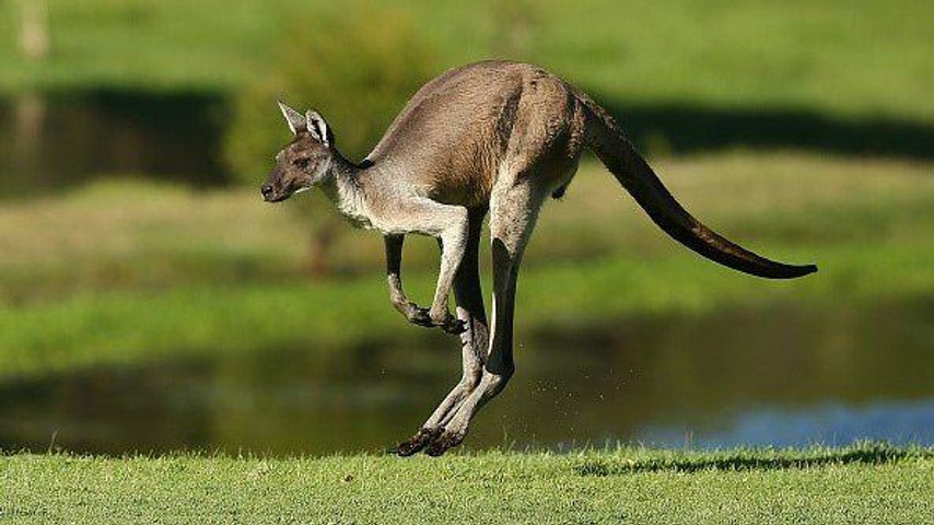 Kangaroo attacked on Tourist