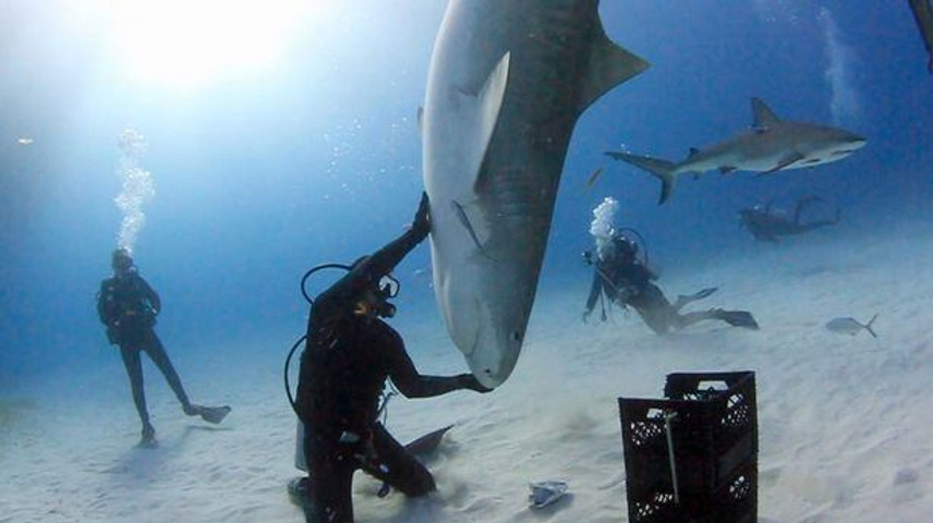 Tiger Shark Nose Stand underwater