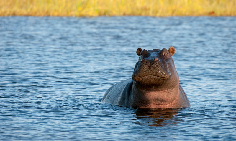 Chased by an Angry Hippo in Water 