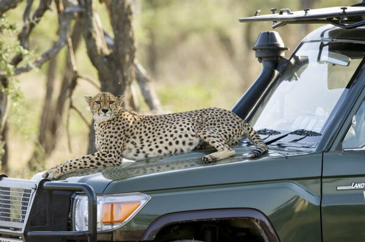 Cheetah Sitting on the car 