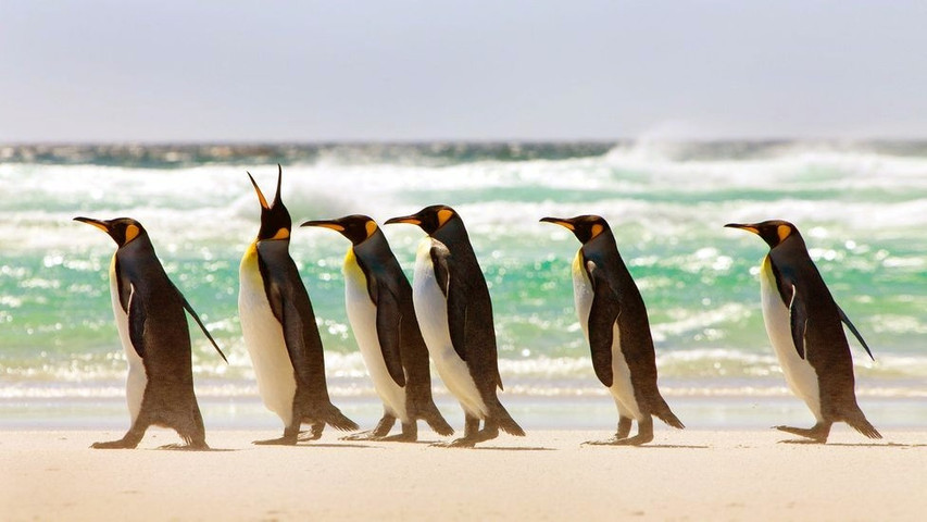 A royal penguin in an inspection tour with his son
