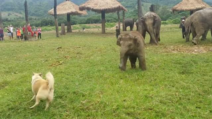 Baby Elephant got frustrated after chasing the Dog