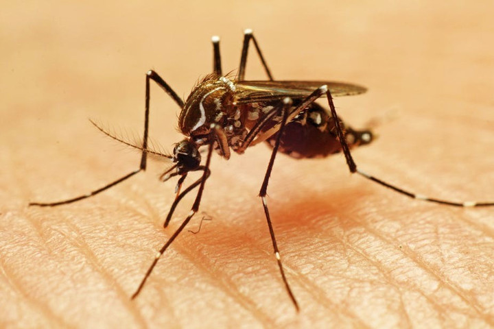 A lot of mosquitoes are there in Texas