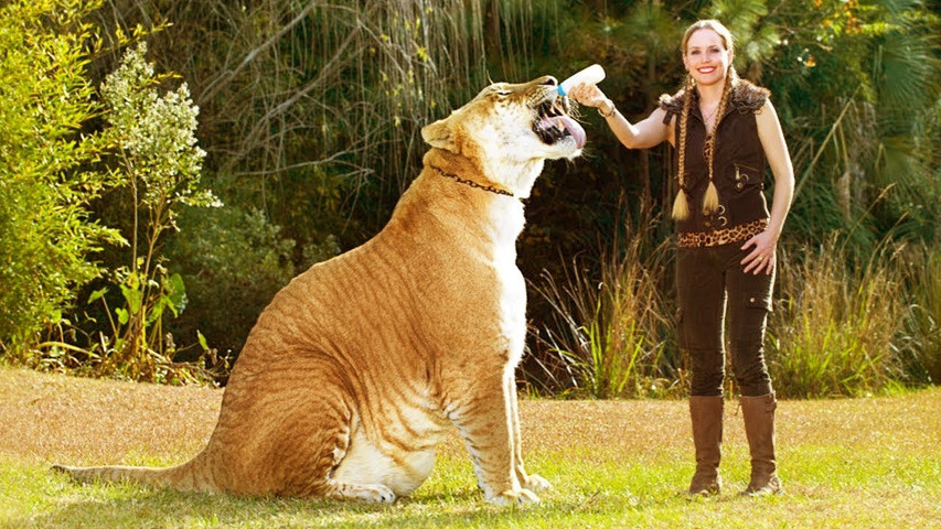 World’s biggest tigers- extinct and extant