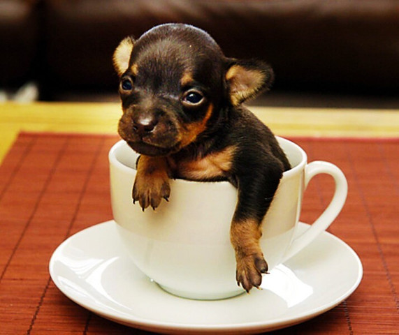 World’s smallest animals