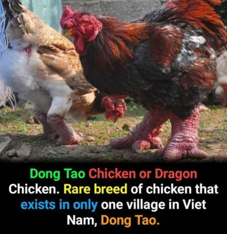 A rare breed of chicken found only in one village in Dong Tao 🐔