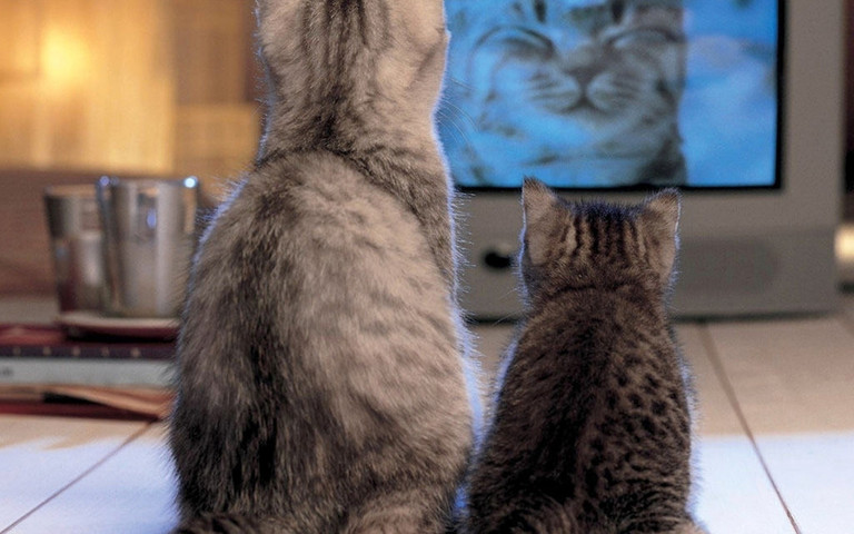 Reaction of cat when the t.v is turned off 😍