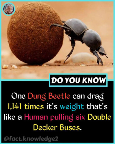 Dung beetle
