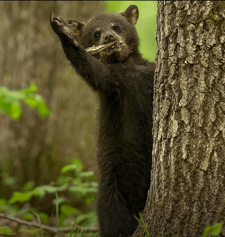 Comedy Wildlife Photography 2022