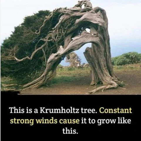 Constant winds cause this tree to grow like this!!!