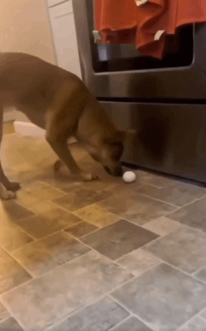 Dog Slips and Falls ……...