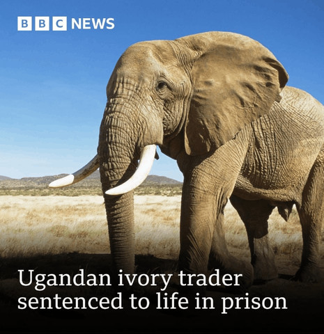 Ivory Trader sentenced to jail..