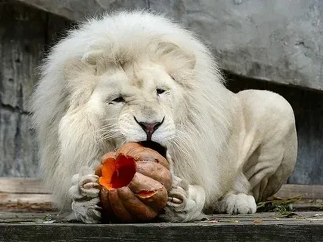 Its halloween so i need pumpkin too!!!!!!!!!!