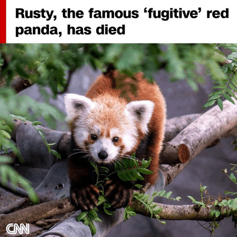 Panda (Rusty) Died!!!!!!!!!!!!
