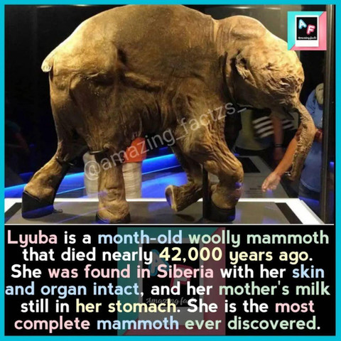 Lyuba