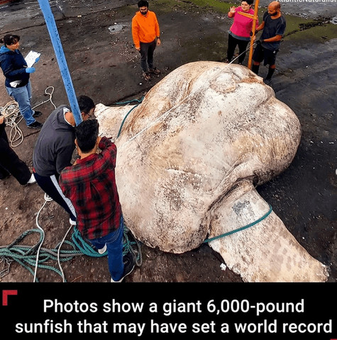 Giant fish in ocean (6000 pounds)