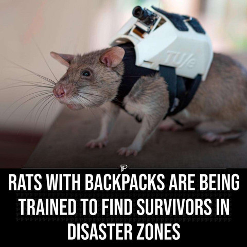 Rats with backpacks!!!!!!!!!!!!!!