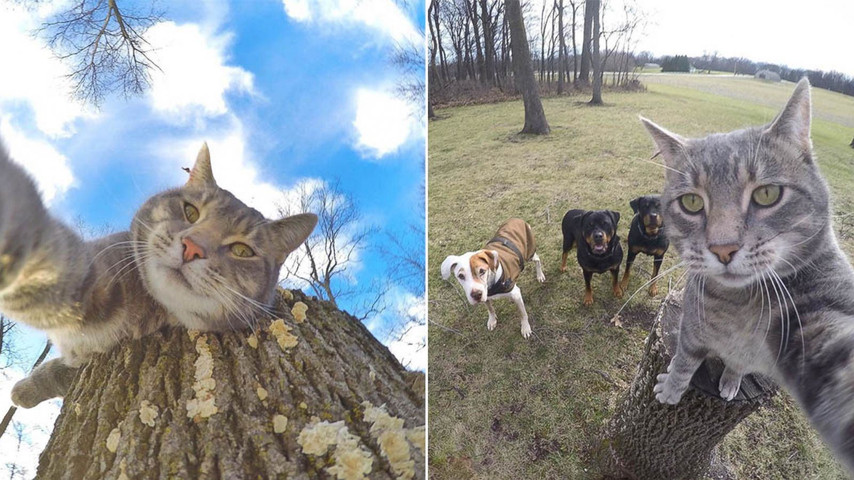 Do you guys love animals too or is it just me?