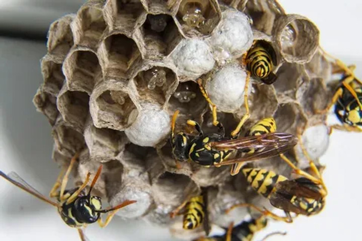 wasp opens bottle!!!!!!!!!!!!!!!!!!