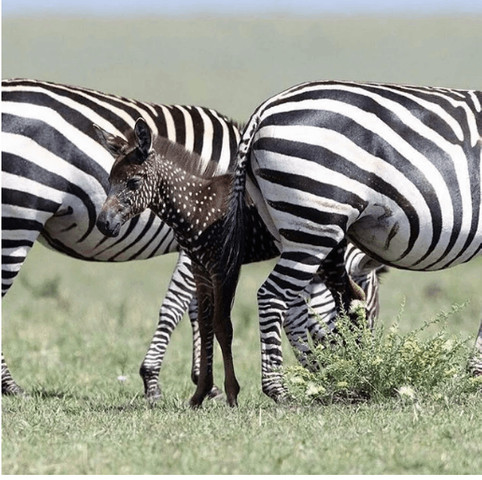 Zebra born unique...................