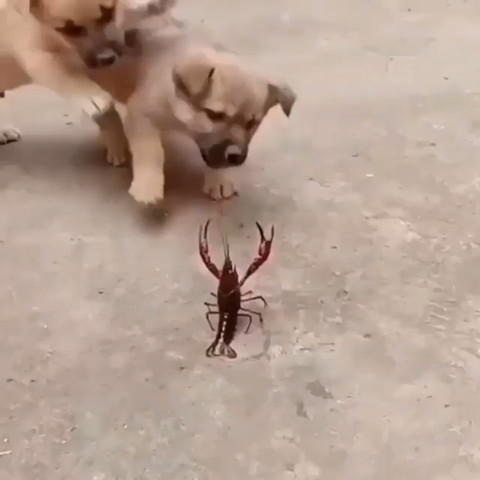 I shall not fear. Fear is the mind-killer.