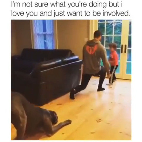 This dog attempt in lunging...