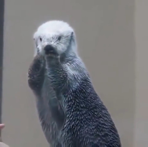 Sea Otter getting its temperature checked!!!!