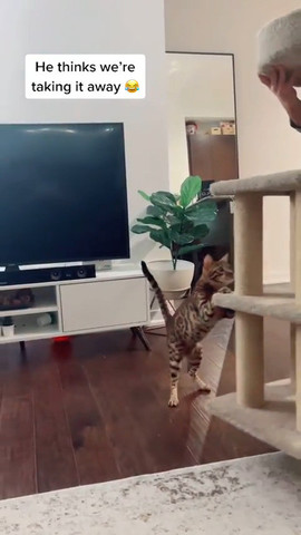 Trying to move the cat tower!!!!!!!!!!!