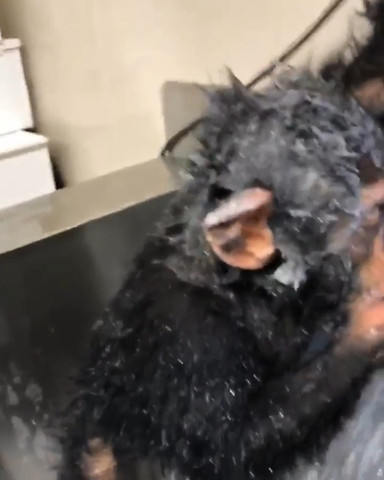 Limbani’s first attempt at a solo bath!!!!!